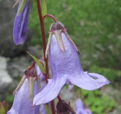 Campanula sarmatica