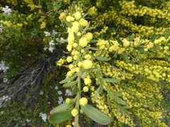 Acacia triquetra