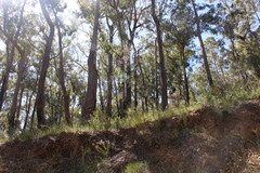 Eucalyptus muelleriana