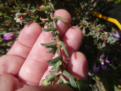 Lampranthus leptaleon