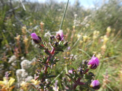 Lampranthus leptaleon