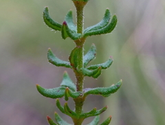 Tetratheca bauerifolia