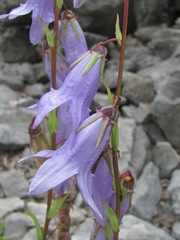 Campanula sarmatica