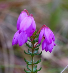 Tetratheca bauerifolia