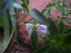 Justicia protracta protracta