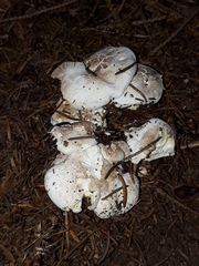 Albatrellus citrinus