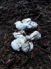 Albatrellus citrinus