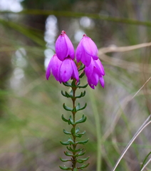 Tetratheca bauerifolia