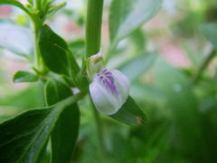 Justicia protracta protracta