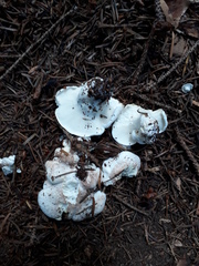 Albatrellus citrinus