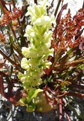 Pterygodium volucris