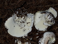 Albatrellus citrinus