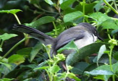 Apalis thoracica