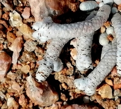 Anacampseros albissima