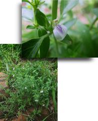 Justicia protracta protracta