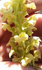 Pterygodium volucris