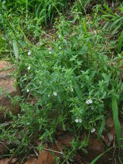 Justicia protracta protracta