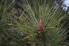 Pinus thunbergii