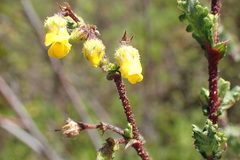 Hermannia cuneifolia