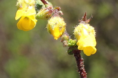 Hermannia cuneifolia