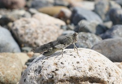 Eusphingonotus japonicus