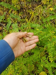 Astragalus membranaceus