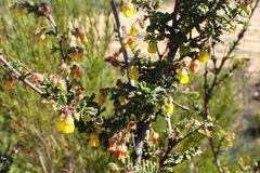 Hermannia cuneifolia