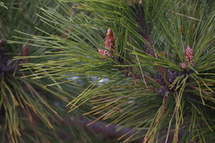 Pinus thunbergii