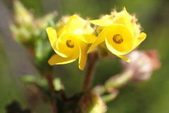 Hermannia cuneifolia