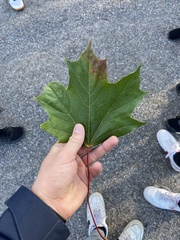 Acer platanoides