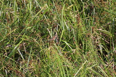 Bradypterus grandis image