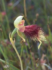 Calochilus grandiflorus