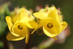 Hermannia cuneifolia