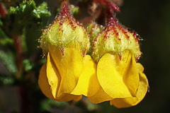 Hermannia cuneifolia