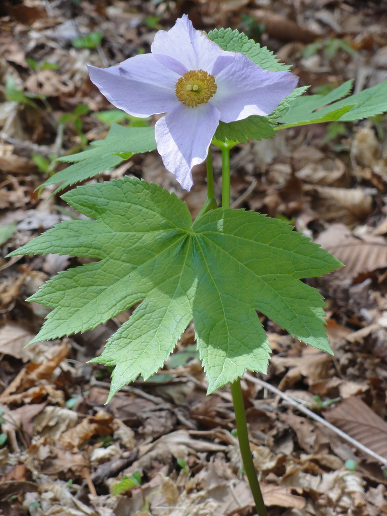 Japanese wood poppies