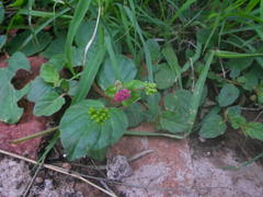 Boerhavia diffusa diffusa