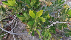 Hyaenanche globosa