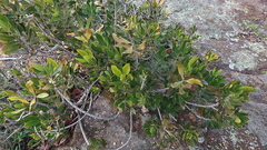 Hyaenanche globosa