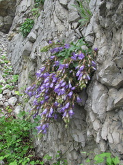 Campanula ossetica