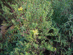 Hypericum balearicum