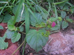 Boerhavia diffusa diffusa
