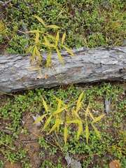 Vicia venosa