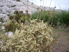 Phlomis italica