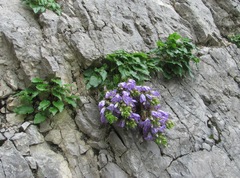 Campanula ossetica