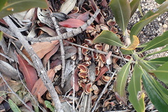 Hyaenanche globosa
