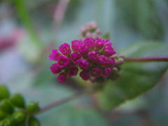 Boerhavia diffusa diffusa