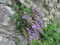 Campanula ossetica