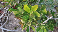 Hyaenanche globosa