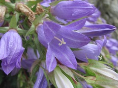 Campanula ossetica