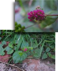 Boerhavia diffusa diffusa